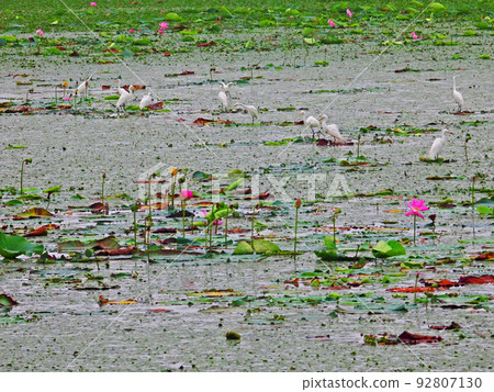 Kurihara City, Miyagi Prefecture Summer Ramsar Wetland Izu Marsh lotus and white heron Kurihara City, Miyagi Prefecture Summer Ramsar Wetland Izu Marsh lotus and white heron 92807130