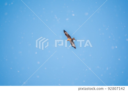 The bird of prey Black Kite flying in blue Sky in winter snowfall 92807142