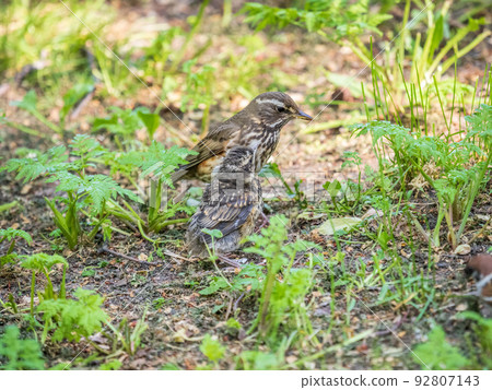 Wood bird Redwing, Turdus iliacus, feeds the chick with earthworms on the ground. An adult chick left the nest but its parents continue to take care of him. 92807143