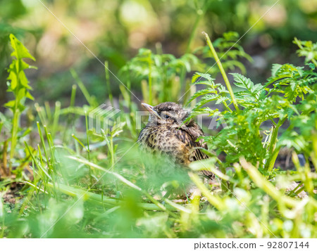A Redwing chick, Turdus iliacus,, has left the nest and sitting on the spring lawn. A Redwing chick, a bird in the thrush family, sits on the ground and waits for food from its parents. A Redwing chick, Turdus iliacus,, has left the nest and sitting on the spring lawn. A Redwing chick, a bird in the thrush family, sits on the ground and waits for food from its parents. 92807144