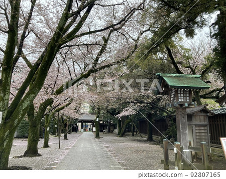 Cherry blossoms bloom along the approach to the south gate of Yasukuni Shrine on April 1st. 92807165
