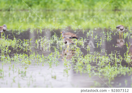 [Wild bird] Keri resting in a rainy paddy field 92807312