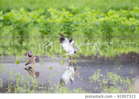 [Wild bird] Keri landing in a rainy paddy field 92807313