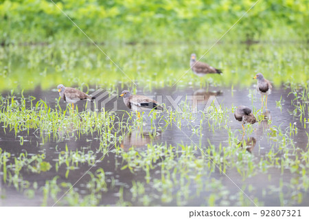 [野鳥] 克里在多雨的稻田裡休息 92807321