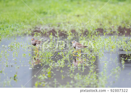 [Wild bird] Keri walking in the rainy paddy field 92807322