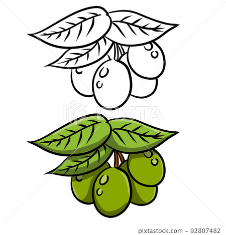 Olive. Green vegetable on branch with leaves. 92807482
