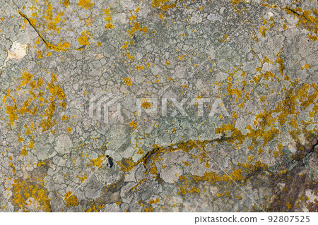 lichen presumably on quartzite sandstone surface under direct sunlight - full-frame texture and background lichen presumably on quartzite sandstone surface under direct sunlight - full-frame texture and background 92807525