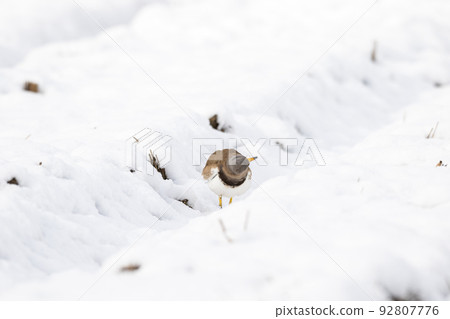 [野鳥] 在白雪皚皚的稻田裡休息的克里 92807776