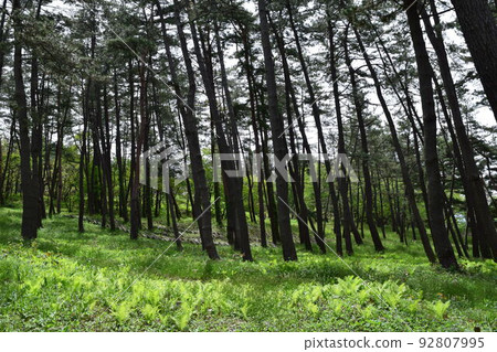 Pine forest Coastal sabo forest Shonai, Yamagata Prefecture 92807995