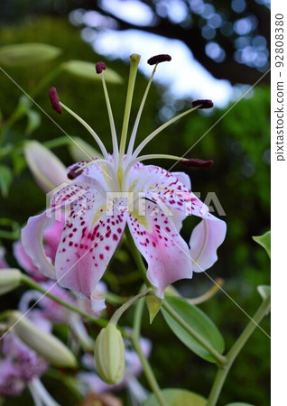 Spotted pattern Kanoko lily Spotted pattern Kanoko lily 92808380