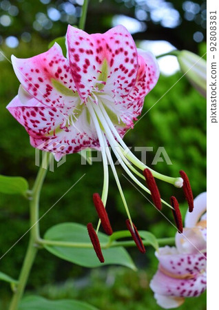 Spotted pattern Kanoko lily Spotted pattern Kanoko lily 92808381