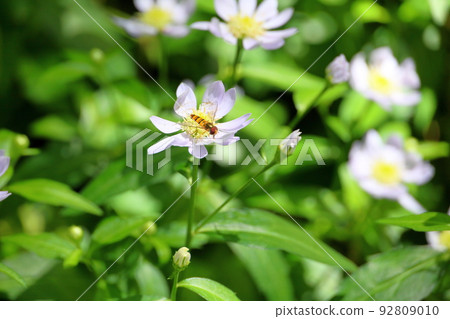 Miyamayomeena的花朵 92809010