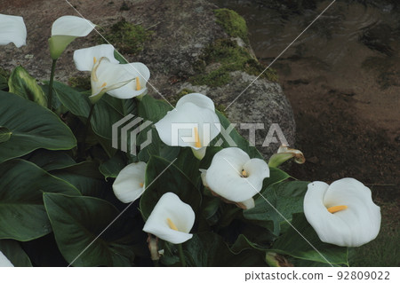 Calla blooming beside a mountain stream in the forest Calla blooming beside a mountain stream in the forest 92809022