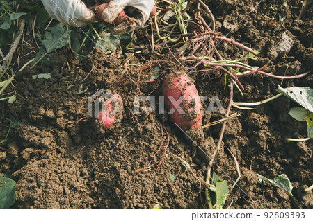 potato field, field, harvest 92809393
