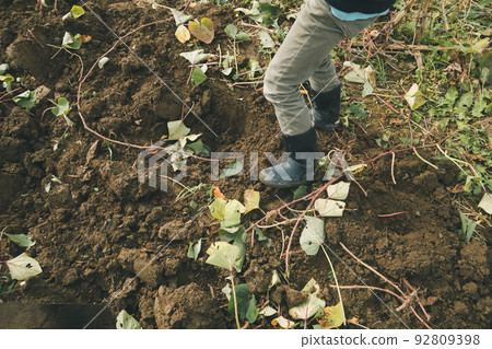 馬鈴薯田 原野 田地 92809398