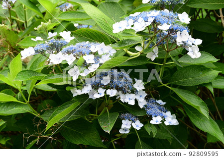 Hydrangea blooming at Shifukuji Temple, Kitayama Gozan, Sendai City, Miyagi Prefecture 92809595