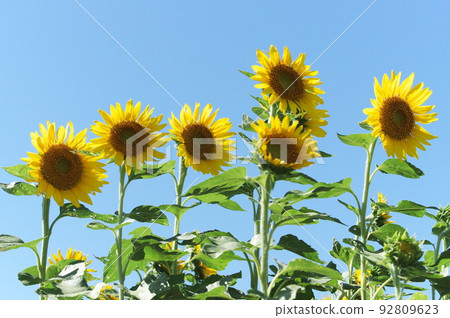Sunflowers lined up cheerfully Sunflowers lined up cheerfully 92809623