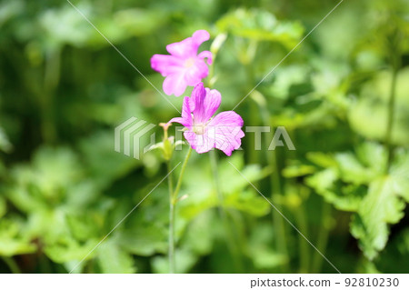 天竺葵花 Clarid Ruth 天竺葵花 Clarid Ruth 92810230