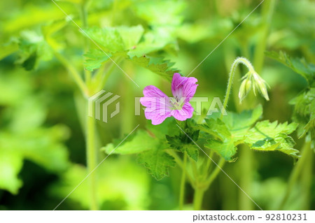 天竺葵花 Clarid Ruth 天竺葵花 Clarid Ruth 92810231
