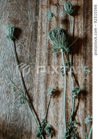 在一張木桌上的枯萎的薊 92810366