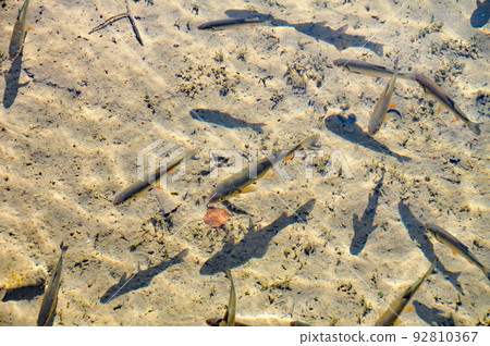Croatia, World Natural Heritage, Plitvice Lakes National Park with autumn leaves Uokage 92810367