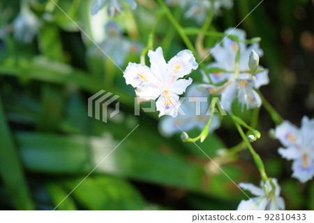 Flowers of Shaga 92810433
