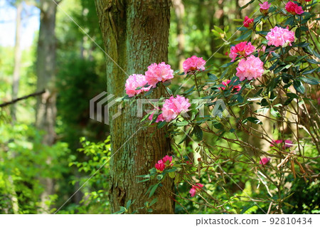 Rhododendron flower 92810434