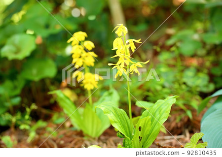 Ebine flowers 92810435