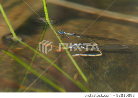 Blue-tongued dragonfly spawning in pairs 92810898