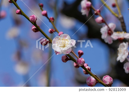 一株在冬日陽光下綻放的粉色李子@大阪 一株在冬日陽光下綻放的粉色李子@大阪 92811009