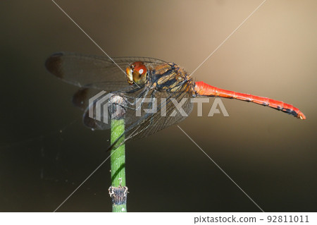 松鼠茜草（男） 92811011