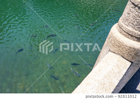 鯛魚游弋的高松城護城河(香川縣高松市玉藻公園) 鯛魚游弋的高松城護城河(香川縣高松市玉藻公園) 92811012