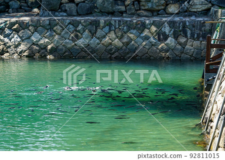 The moat of Takamatsu Castle where many red sea bream swim (Tamamo Park, Takamatsu City, Kagawa Prefecture) 92811015