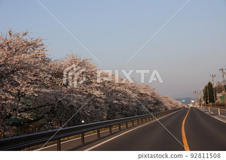 豬川沿岸盛開的吉野櫻花（青森縣十和田市） 92811508