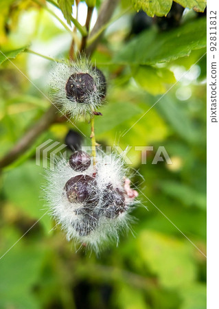 Spoiled moldy black currant berries on a bush in the garden. Bad and rotten harvest in rainy summer Spoiled moldy black currant berries on a bush in the garden. Bad and rotten harvest in rainy summer 92811812