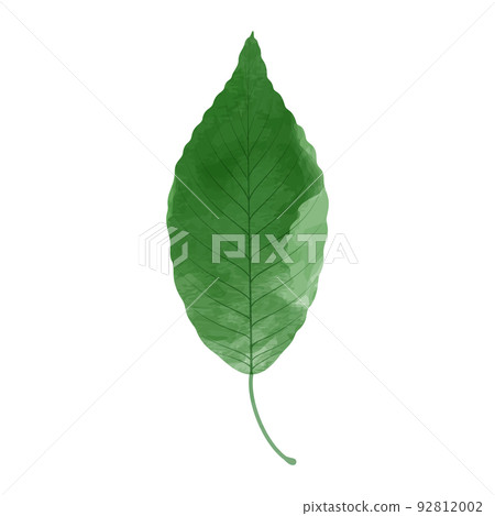 綠葉插圖水彩風格 綠葉插圖水彩風格 92812002