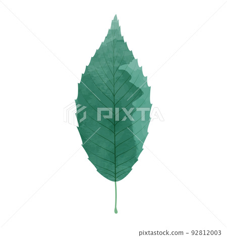 綠葉插圖水彩風格 綠葉插圖水彩風格 92812003