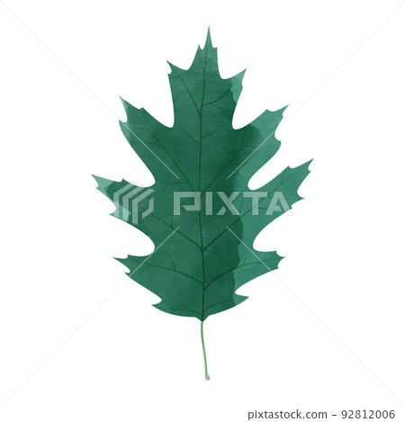紅橡樹葉插圖水彩風格 92812006