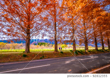 Makino Plateau Metasequoia Namiki Autumn Leaves Makino Plateau Metasequoia Namiki Autumn Leaves 92812355