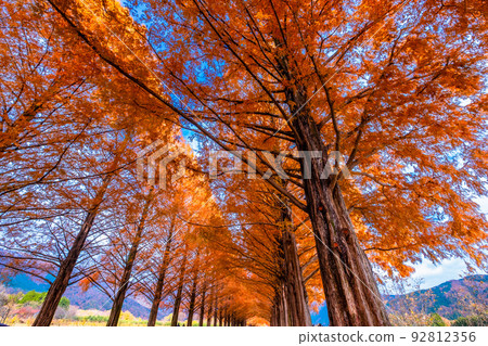 Makino Plateau Metasequoia Namiki Autumn Leaves Makino Plateau Metasequoia Namiki Autumn Leaves 92812356