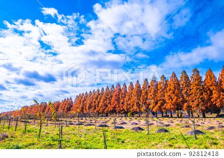 牧野高原水杉Namiki秋葉 92812418