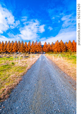 Makino Plateau Metasequoia Namiki Autumn Leaves 92812420