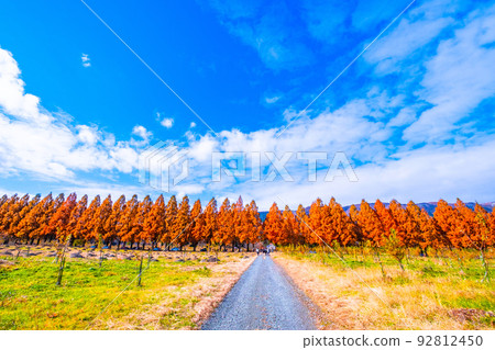 Makino Plateau Metasequoia Namiki Autumn Leaves Makino Plateau Metasequoia Namiki Autumn Leaves 92812450