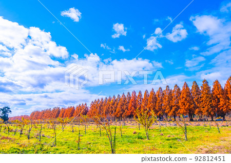 Makino Plateau Metasequoia Namiki Autumn Leaves 92812451