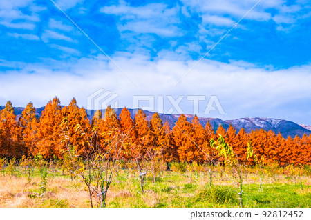 Makino Plateau Metasequoia Namiki Autumn Leaves 92812452