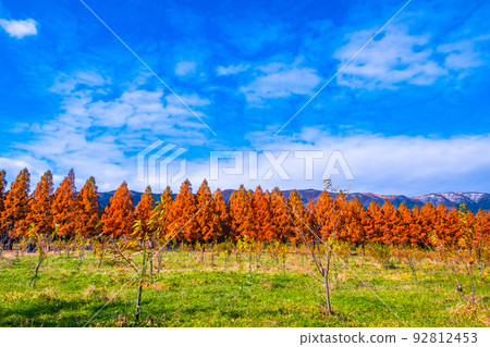 Makino Plateau Metasequoia Namiki Autumn Leaves 92812453