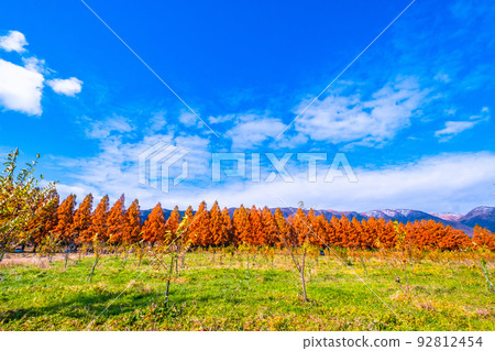 Makino Plateau Metasequoia Namiki Autumn Leaves Makino Plateau Metasequoia Namiki Autumn Leaves 92812454