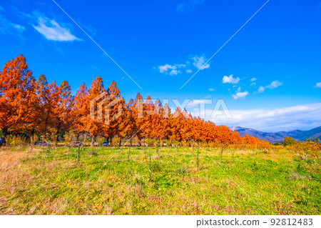 牧野高原水杉Namiki秋葉 92812483