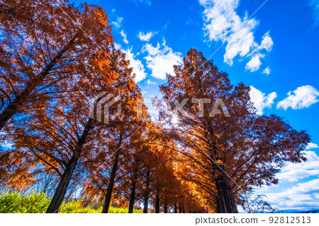 牧野高原水杉Namiki秋葉 92812513