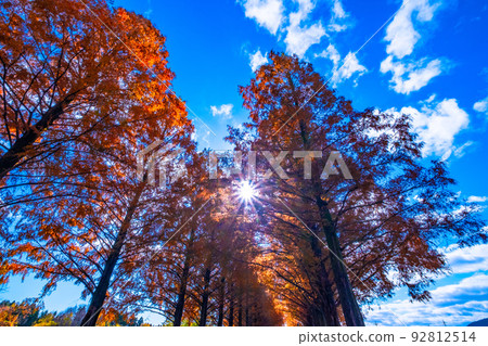 牧野高原水杉Namiki秋葉 92812514